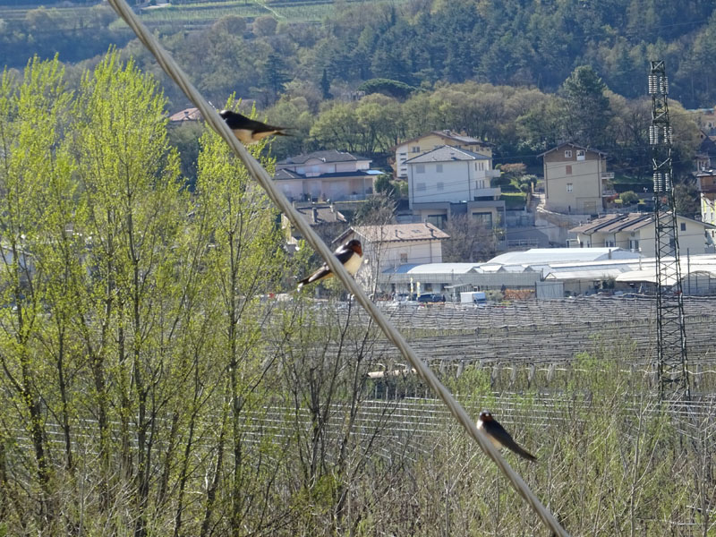 SEGNALIAMO Le date di arrivo e partenza di Rondoni e Rondini